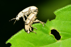 Megalostylus