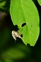 Megalostylus