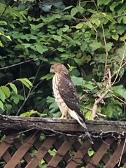 Accipiter cooperii