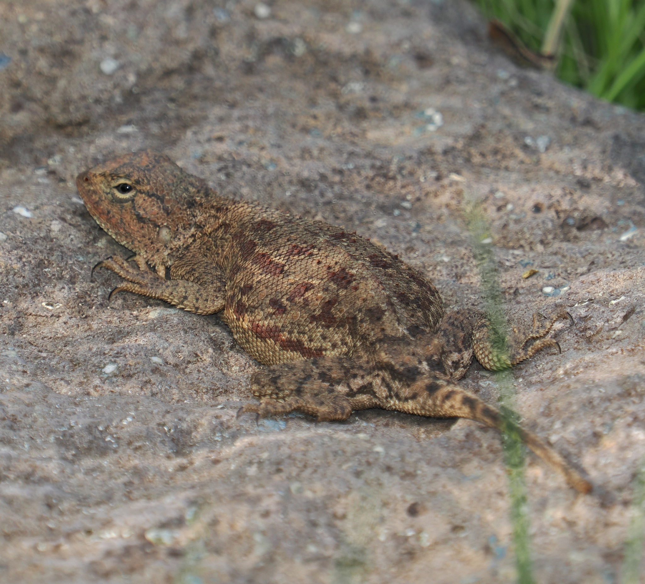 Agama aculeata distanti (Boulenger, 1902)
