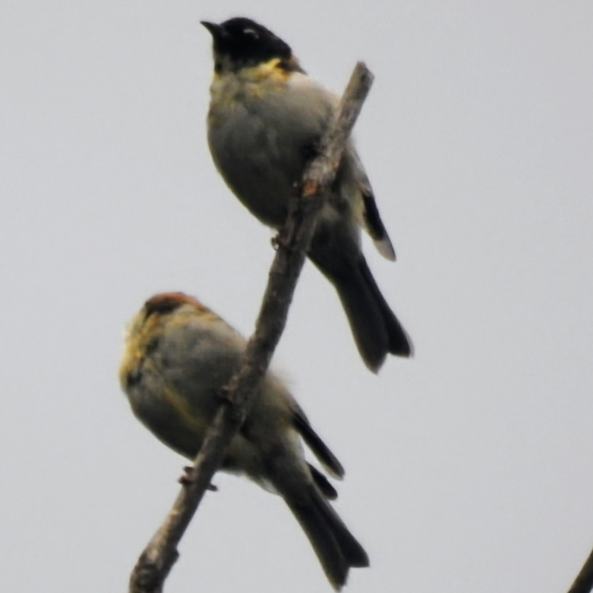 Black-headed Honeyeater (Melithreptus affinis), photo 10