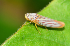 Graphocephala aurora
