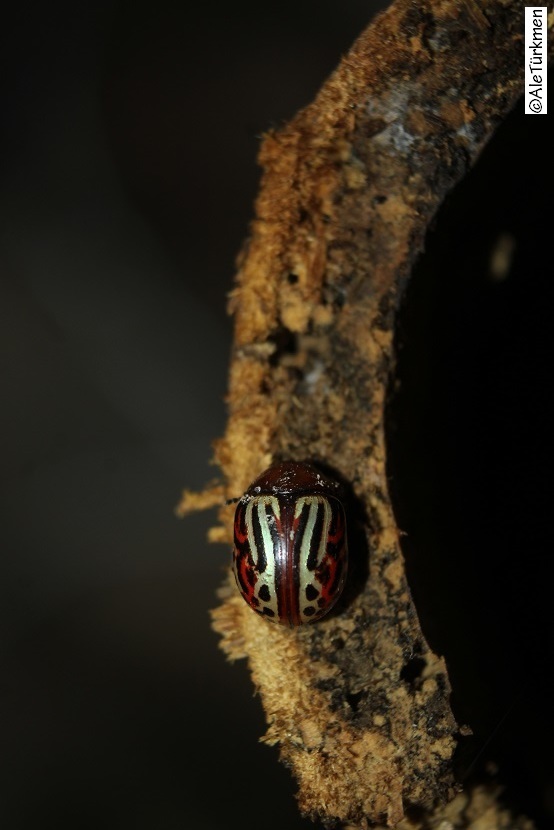 Leptinotarsa typographica