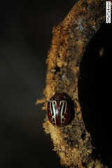 Leptinotarsa typographica