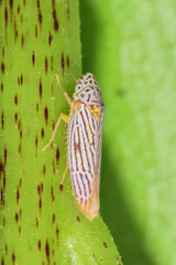 Graphocephala aurora