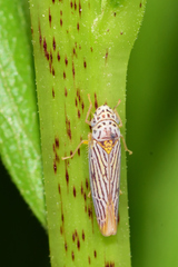 Graphocephala aurora