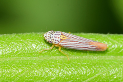 Graphocephala aurora