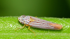 Graphocephala aurora