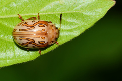 Calligrapha gyllenhali