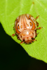 Calligrapha gyllenhali