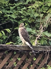 Accipiter cooperii