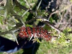 Ormiscodes cinnamomea