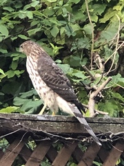 Accipiter cooperii