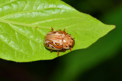 Calligrapha gyllenhali