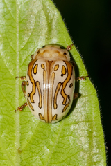 Calligrapha gyllenhali