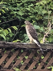 Accipiter cooperii
