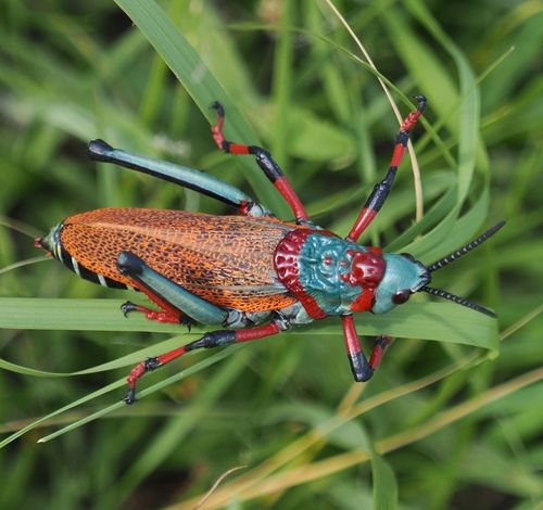 Koppie Foam Grasshopper photo 4