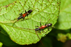 Neocompsa tenuissima