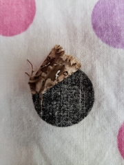 Autographa corusca