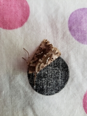 Autographa corusca