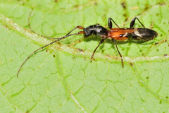 Neocompsa tenuissima