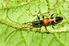 Neocompsa tenuissima