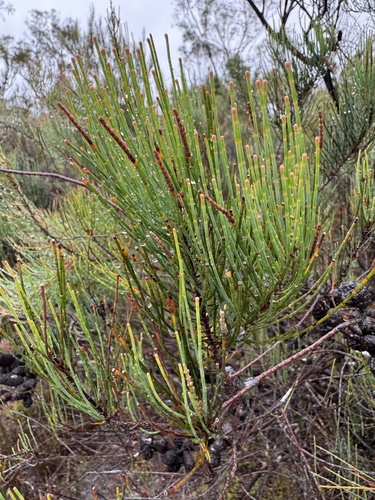 Allocasuarina monilifera, photograph 3
