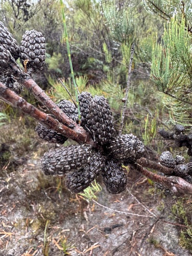 Allocasuarina monilifera, photograph 4