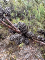 (c) Caleb Catto, some rights reserved (CC BY) Allocasuarina monilifera, photograph (c) Caleb Catto, some rights reserved (CC BY)