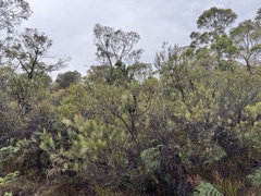 (c) Caleb Catto, some rights reserved (CC BY) Allocasuarina monilifera, photograph (c) Caleb Catto, some rights reserved (CC BY)