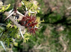 Ormiscodes cinnamomea