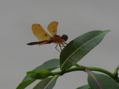 Perithemis intensa