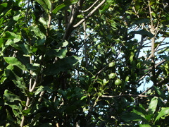 Macadamia tetraphylla