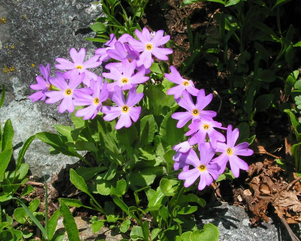 Primula bukukunica