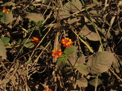 Lantana