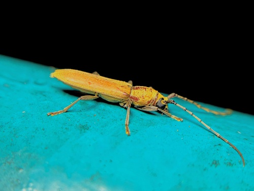 Dymasius gilvago
