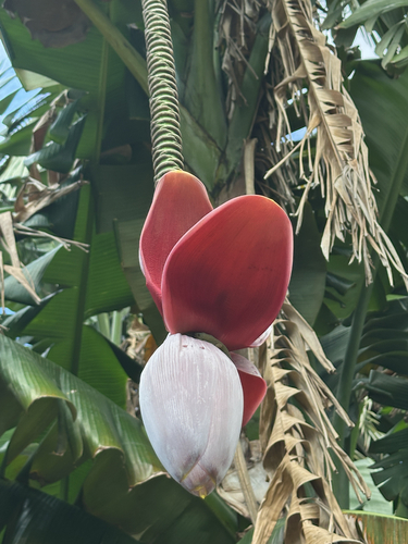 Foto de Bananeira selvagem