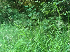 Glyceria elata