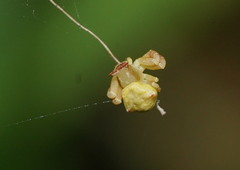 Thomisus spectabilis