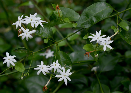 Jasminum elongatum observed 2024-12-30