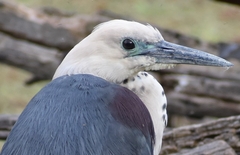 White-Necked Heron photo 4