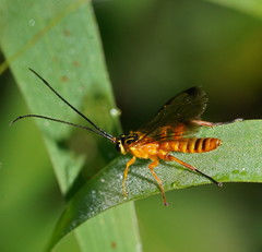 Echthromorpha agrestoria