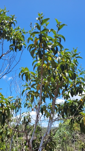 Tibouchina papyrus