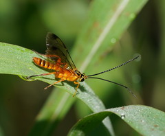 Echthromorpha agrestoria