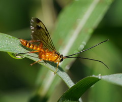 Echthromorpha agrestoria