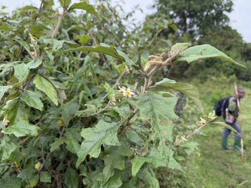 Foto de Falso-jurubeba
