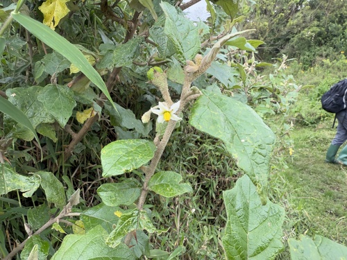 Foto de Falso-jurubeba