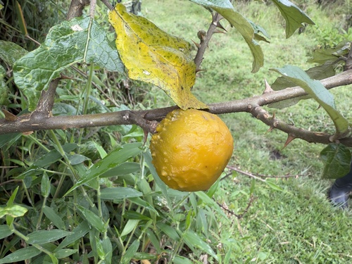 Foto de Falso-jurubeba