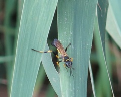 Sceliphron madraspatanum