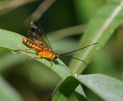 Echthromorpha agrestoria